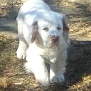 Karma - Clumber Spaniel