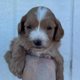 Cadbury - Apricot male Cavapoo puppy in Ville Platte, Louisiana from The Barkery