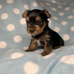 Boy - Blue and gold male Yorkshire Terrier puppy in Pomona, California from Cristian's Yorkshire Terriers