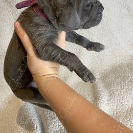 Great Dane Puppies from Parker's Great Danes