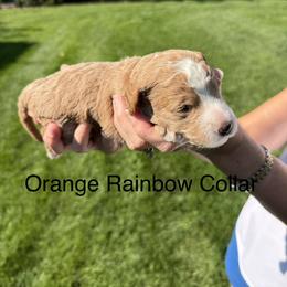 Orange Rainbow Collar - Cream female Goldendoodle puppy in Landis, North Carolina from Shelbys Doodle Farm