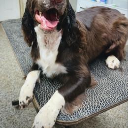 English Springer Spaniel All Grown Up from Bristol’s Southern Spaniels