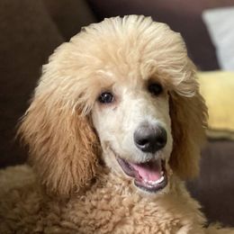Poodles from Redmond Rose Kennels