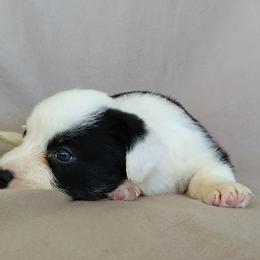 Cardigan Welsh Corgi Puppies from Victory Crown