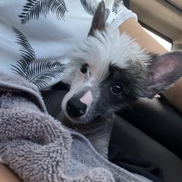 Chinese Crested and Russell Terrier Puppies from Jumping Jacks Russells