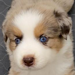 Wendy - Red merle female Miniature Australian Shepherd puppy in Midway, Texas from L Bar W Aussie Ranch