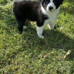 Sam - Australian Shepherd puppy from Montanna Sage LLC