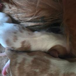 Blenheim Girl - Blenheim female Cavalier King Charles Spaniel puppy in Edgewood, New Mexico from Cedar Mountain Hounds