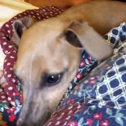 Italian Greyhounds from Tuncap's Italian Greyhounds
