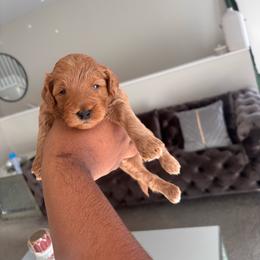 Onyx - Red  male Goldendoodle puppy in Fort Myers, Florida from Gandystailsofjoy