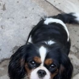Ellie - Cavalier King Charles Spaniel