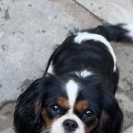 Ellie - Cavalier King Charles Spaniel
