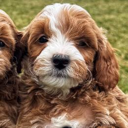 Durham - Red  male Goldendoodle puppy in Bountiful, Utah from Red Brick Doodles
