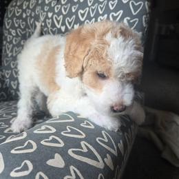 Sparkle - Parti female Goldendoodle puppy in Kansas City, Missouri from Poppy's Doodles