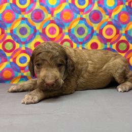 Grey Collar - Brown male Poodle puppy in Houma, Louisiana from Smart Azz Poodles