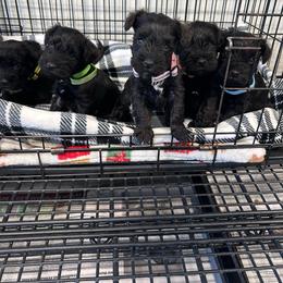 Yellow - Black female Miniature Schnauzer puppy in Springfield, Tennessee from My Lovable Schnauzers