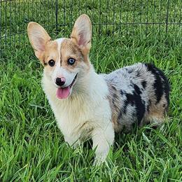 Captain - Blue merle and white male American Corgi puppy in Dunbar, Nebraska from Vintage Corgis