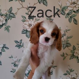 Zack - Blenheim male Cavalier King Charles Spaniel puppy in Caledonia, Michigan from Magnolia Acres