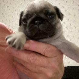 Boy 2 - Fawn male Pug puppy in Olin, North Carolina from Piggy Pugs