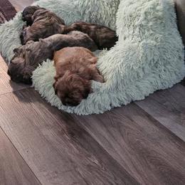 Shih Tzu Puppies from Loyal Tzu's