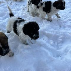 Karakachan Puppies from MI Family Farm