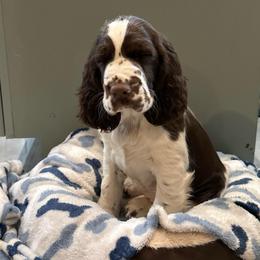 Aussie - Liver and white female English Springer Spaniel puppy in Newport News, Virginia from Sara's English Springer Spaniels