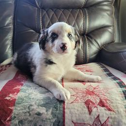 Onyx - Blue merle male Border Collie puppy in Morgan, Texas from Shooting Star Ranch
