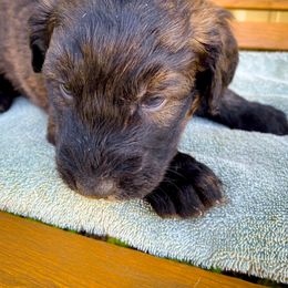 Bernedoodle and Siberian Husky Puppies from Timberline Paws