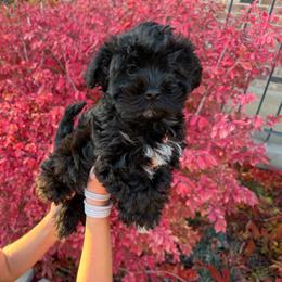 Socks - Black male Havapoo puppy in Pleasant Grove, Utah from Snuggle Buddies