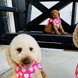 Aussiedoodles, Bernedoodles, and Goldendoodles from Fifth Day Farm