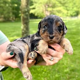 Gelato - Merle male Bernedoodle puppy in Midland, Michigan from Northern Charm Farm