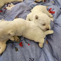 Boy 1 - White male West Highland White Terrier puppy in Hoschton, Georgia from AKC  Westie World