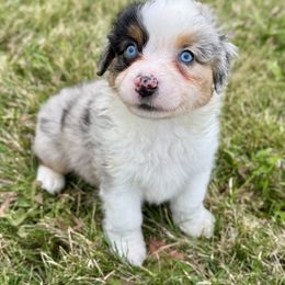 Hunter - Blue merle male Miniature American Shepherd puppy in Rockford, Illinois from Andover Aussies