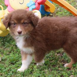 Tessa - Red tri-color female Australian Shepherd puppy in Kansas, Oklahoma from Windy G Farm