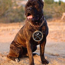 Cane Corso All Grown Up from Triple H Cane Corso