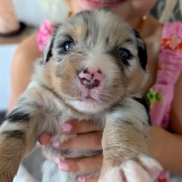 Lucky - Blue merle male Miniature Australian Shepherd puppy in Crockett, Texas from Pleasant Grove Aussies