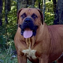 Boerboels from Mass Boerboels