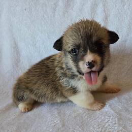 Benny - White and red male Pembroke Welsh Corgi puppy in Madera, California from RRR Corgis