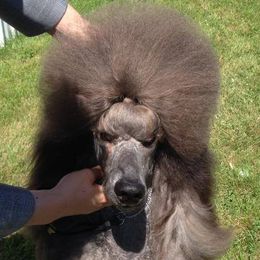 Poodles from Vi-Starr Poodles