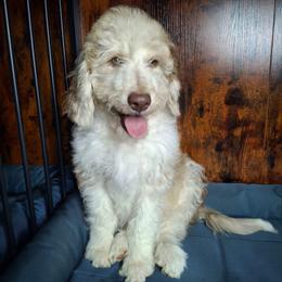 Eloise - Red merle female Aussiedoodle puppy in Grand Saline, Texas from Aussies Acre
