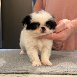 Girl 1 - Black and white female Japanese Chin puppy in Little Rock, Arkansas from Montra Japanese Chin & Cavalier King Charles Spaniels