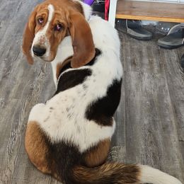 Basset Hound All Grown Up from Hazard Hound Kennels