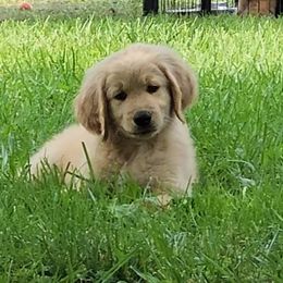 Boy 7 - Parti Goldendoodle puppy in Kenosha, Wisconsin from Madden Golden Doodles