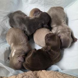 Girl 3 - Blue female Shih Tzu puppy in Tennessee from Cutshall Babies