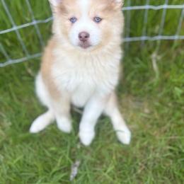 Daisy - Red and white female Pomsky puppy in Coos Bay, Oregon from Ocean View Pomskies