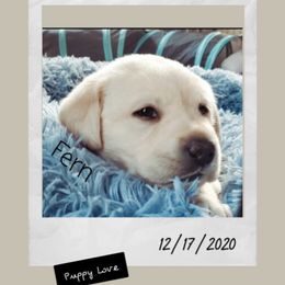 Labrador Retriever Puppies from Silver Birch Labrador Retrievers