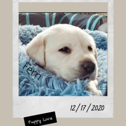 Labrador Retriever Puppies from Silver Birch Labrador Retrievers