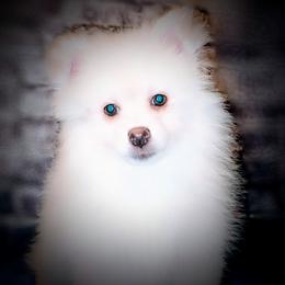 Pomeranian and Pomsky Puppies from Pom Pom Pomskies-TN