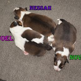 Shetland Sheepdog puppies from Mountain High Kennels