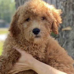 Boy 2 - Apricot Goldendoodle puppy in Bradenton, Florida from Doodle Acres